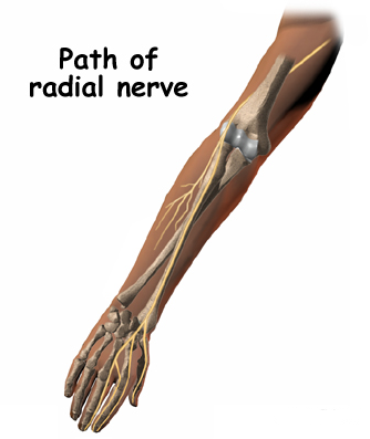 radial nerve, chiropractor bloomington il